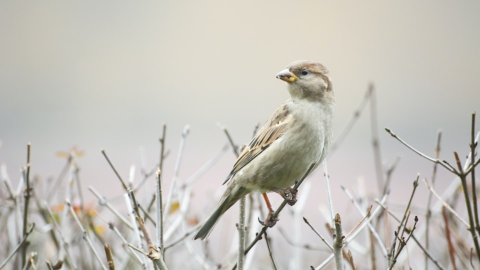 Wie kann ich verhindern, dass ornamentale Vögel aggressiv gegenüber anderen Vögeln werden?