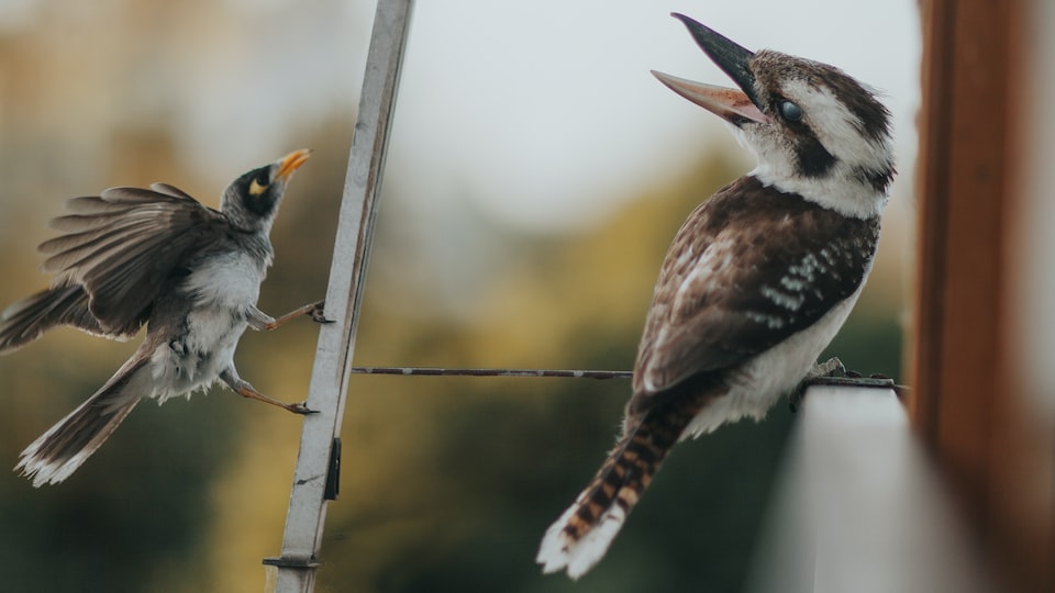 Welche Möglichkeiten gibt es, die Körperhaltung von Ziervögeln während des Fliegens zu trainieren?