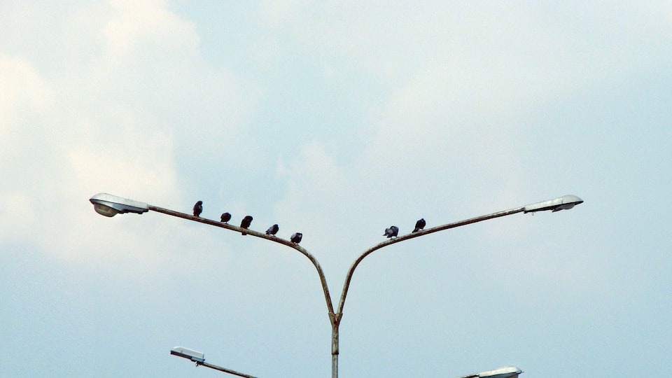 Welche Möglichkeiten gibt es, die Gefiederqualität bei bestimmten Vogelarten zu verbessern?