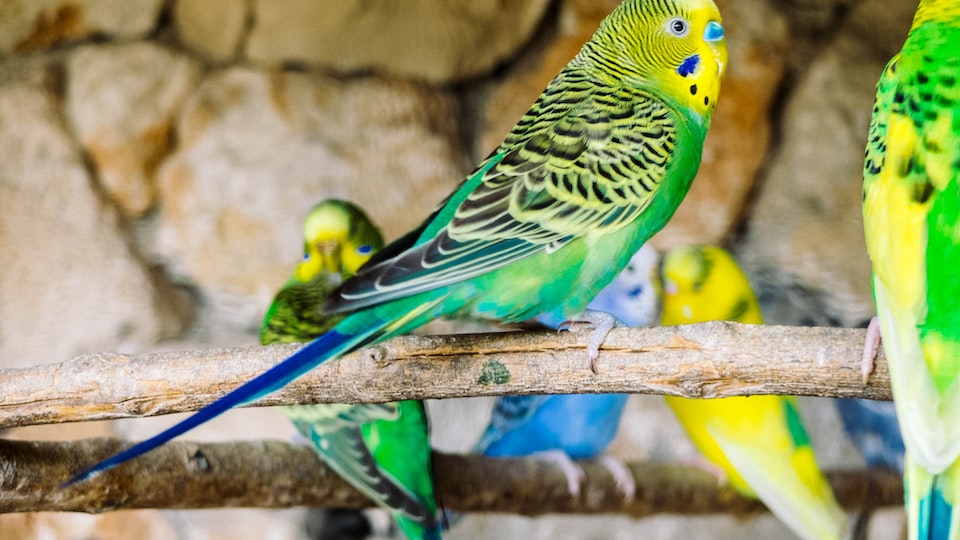 Wie oft sollten Kanarienvögel Tierarztbesuche haben?