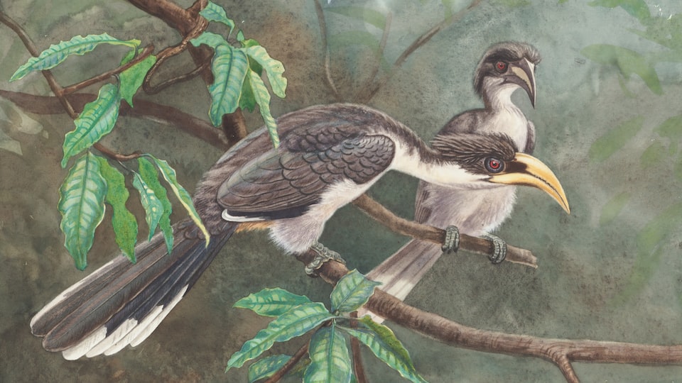 Können Kanarienvögel lernen, bestimmte Worte zu sprechen?
