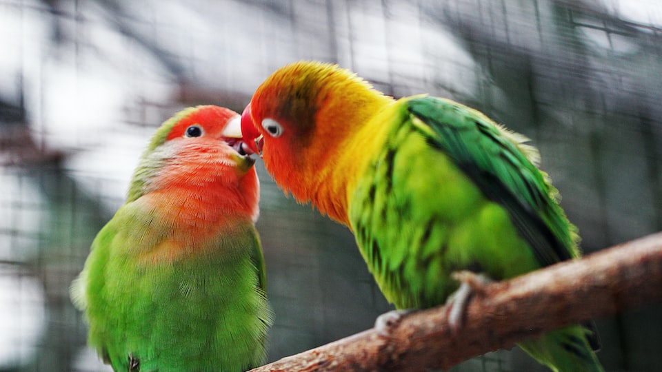 Wie wird die Vogelgrippe bei Papageien diagnostiziert?